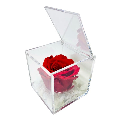 Rosa rossa stabilizzata in cubo cm
