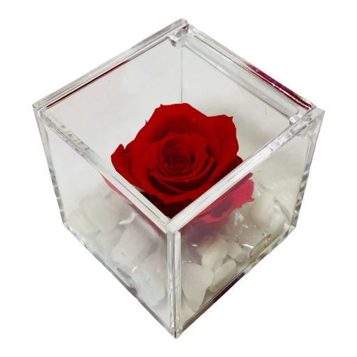 Rosa rossa stabilizzata in cubo