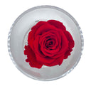 Rosa stabilizzata in cilindro plexiglass cm 9x8 cm