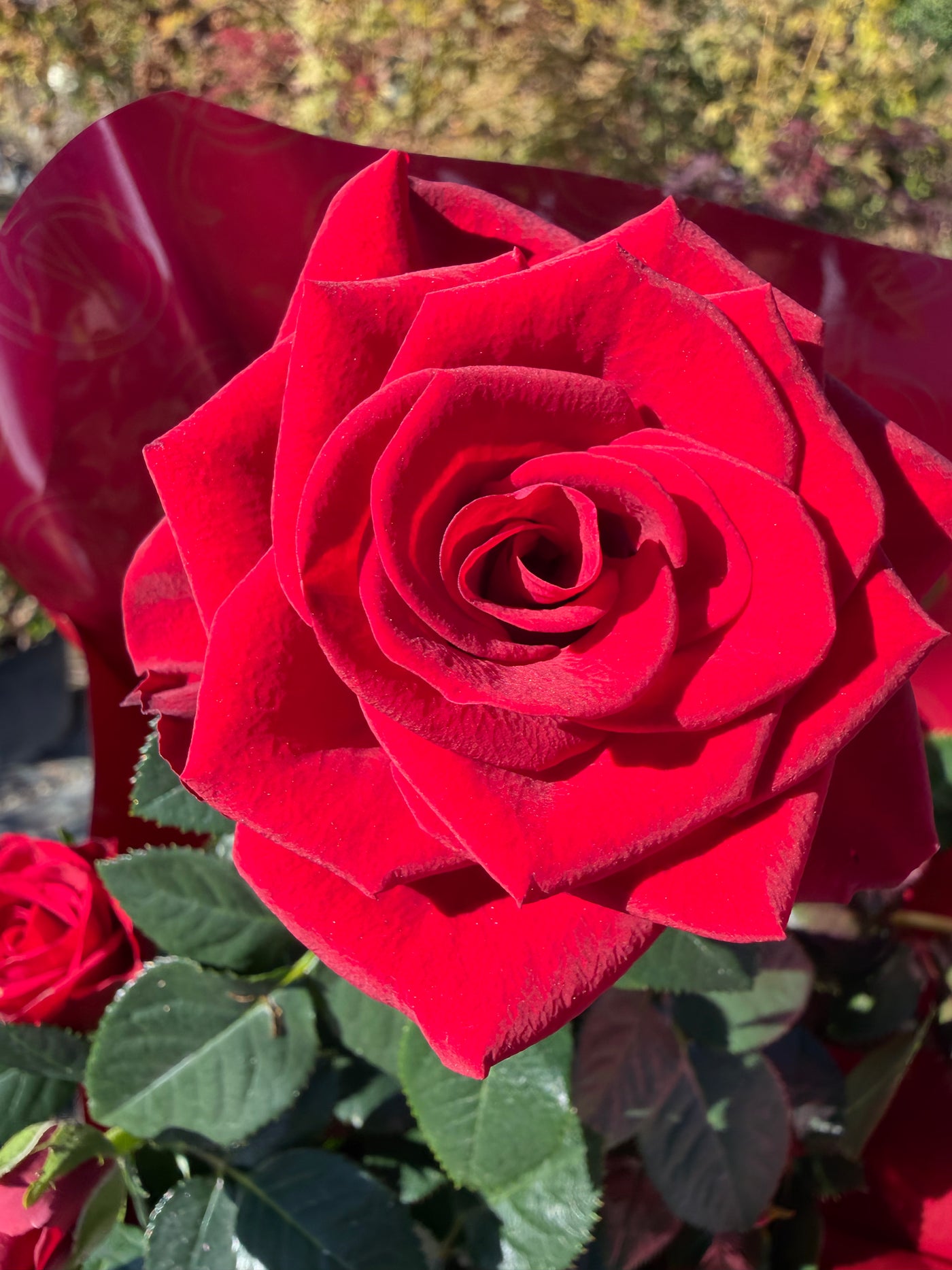 Dettaglio della Piantina della Rosa di Santa Rita