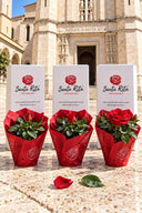 Piantina della Rosa di Santa Rita da Cascia