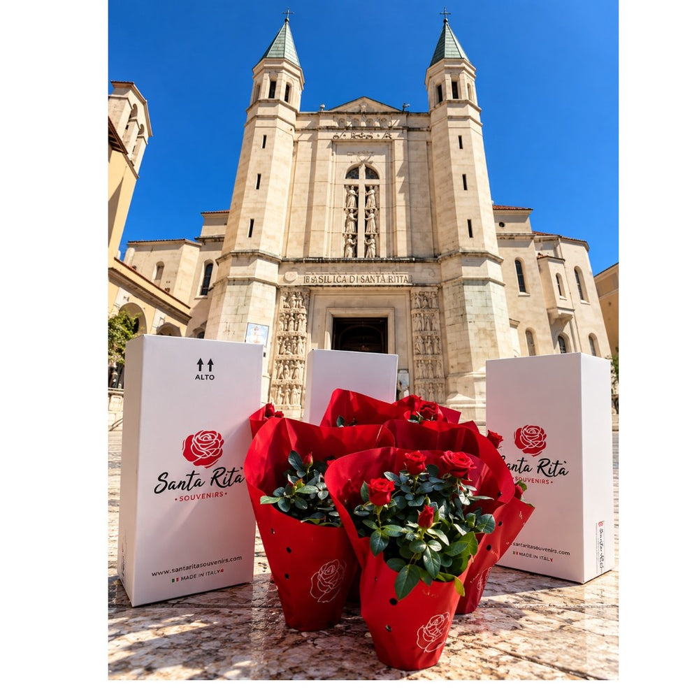 Piantina della Rosa di Santa Rita pronta da custodire