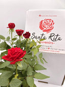 Piantina della rosa di Santa Rita da Cascia