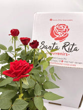Piantina della rosa di Santa Rita da Cascia