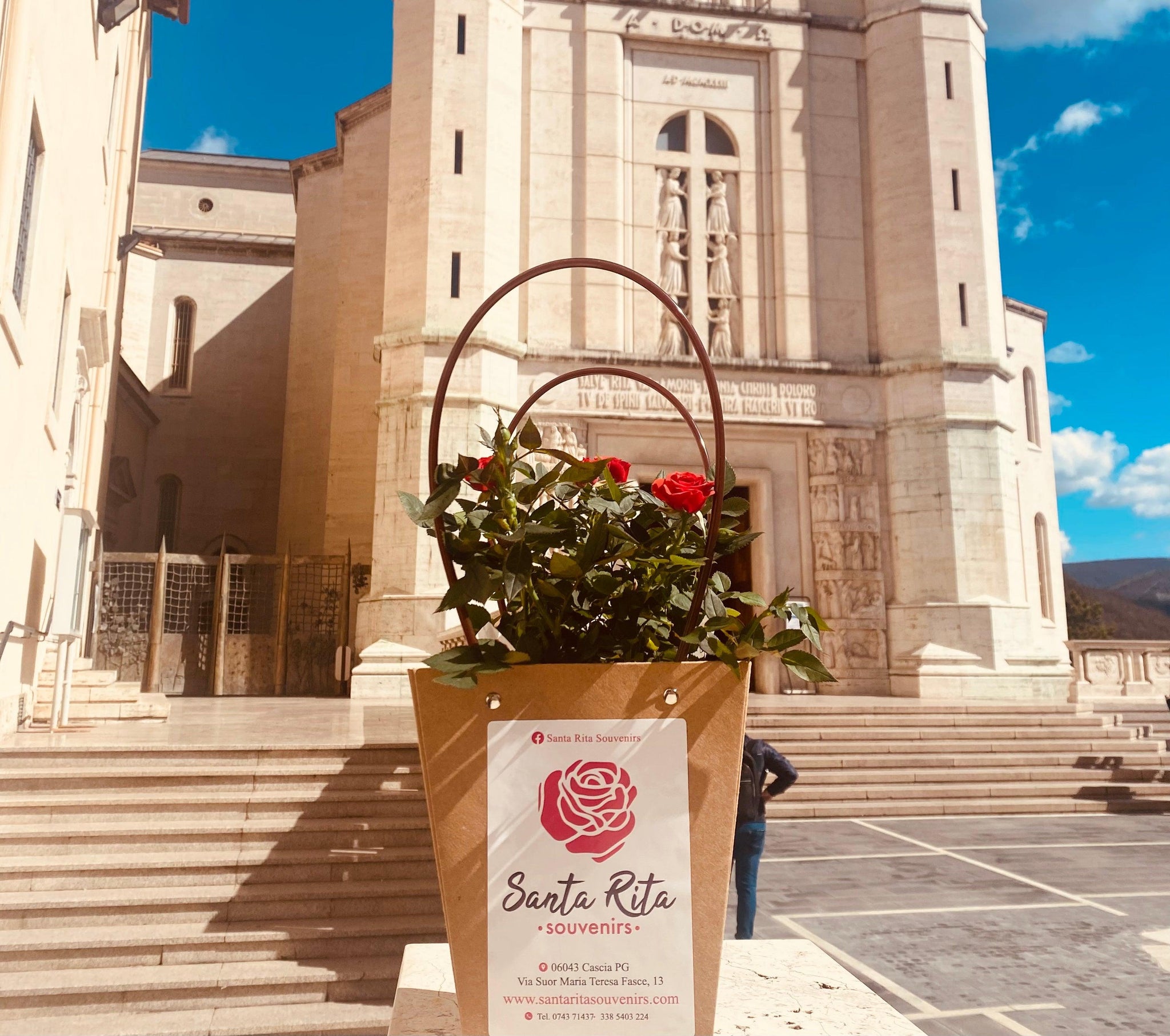 Piantina della rosa di Santa Rita da Cascia