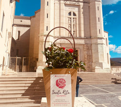 Piantina della rosa di Santa Rita da Cascia